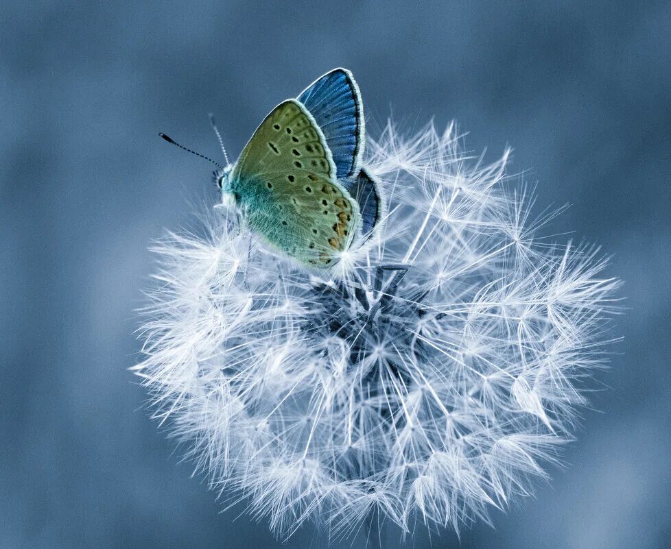 одуванчичик с бабрчками. желтая бабочка на одуванчике. одуванчик бабочка. синяя бабочка на одуванчике. одуванчик бабочка.
