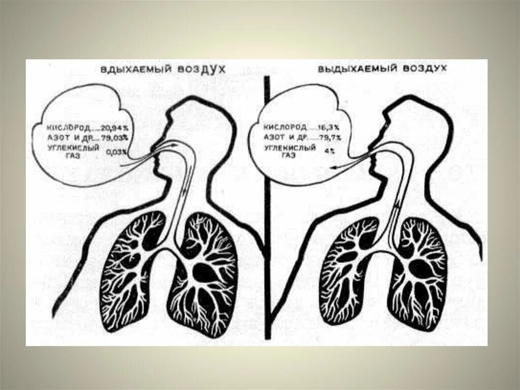 Вдыхаемый воздух азот. Вдыхаемый и выдыхаемый воздух. Изменение состава вдыхаемого и выдыхаемого воздуха. Состав выдыхаемого воздуха. Схема вдыхаемого и выдыхаемого воздуха.