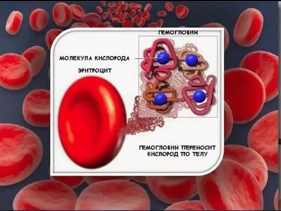 Пониженные эритроциты у мужчины причины. Эритроциты в крови понижены. Созревание эритроцитов. Созревание эритроцита рисунок. Диаметр эритроцита в норме.