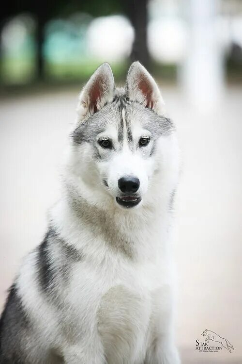 Sonic fan siberian husky. Серая белая хаски. Хаски окрас серый волчий. Сибирский хаски серебристый. Сибирский хаски серый.