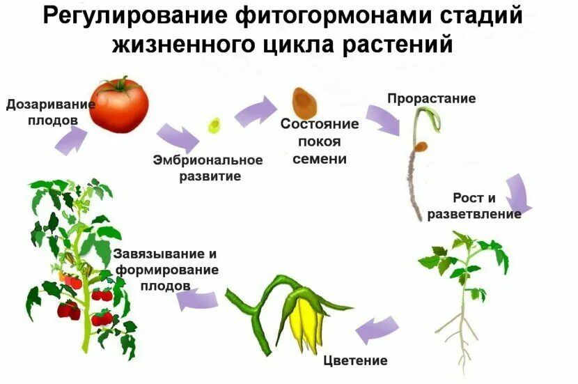 Фитогормоны действие