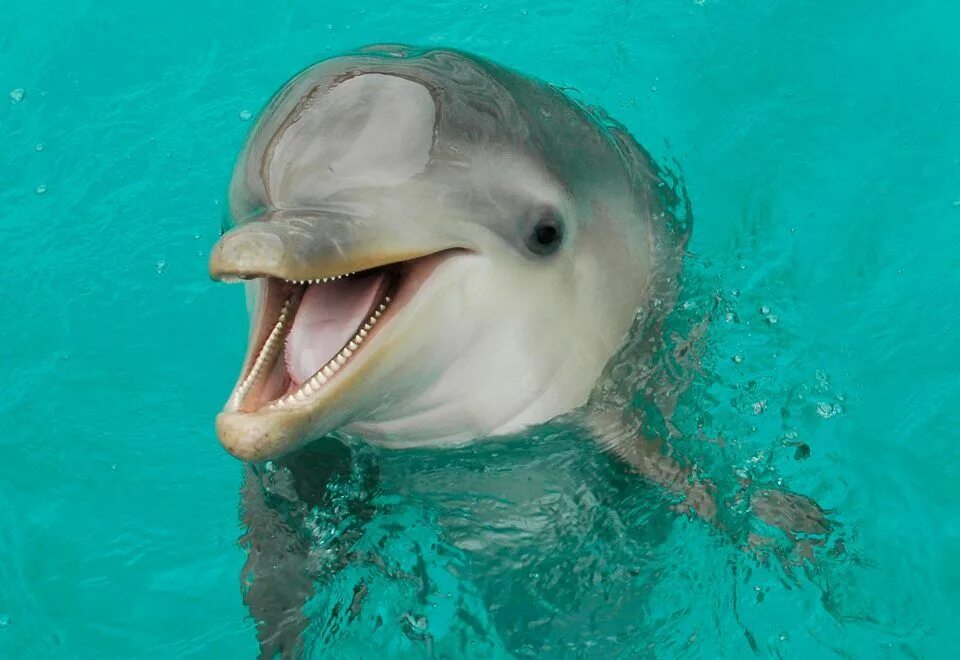 Зубы дельфина фото Dolphin teeth Wendy Flickr