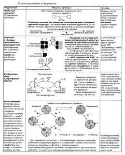 Ферменты конспект