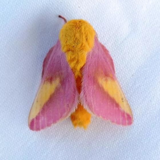 Розовая моль кленовая игрушка. Кленовая бабочка dryocampa rubicunda. Rosy maple moth. Maple moth. Кленовая бабочка dryocampa rubicunda.