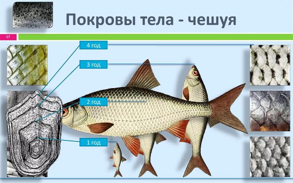 Покровы тела рыб 7 класс. Покровы костных рыб. Строение чешуйки рыбы. Строение чешуи рыбы. Костные рыбы тело покрыто костной чешуей