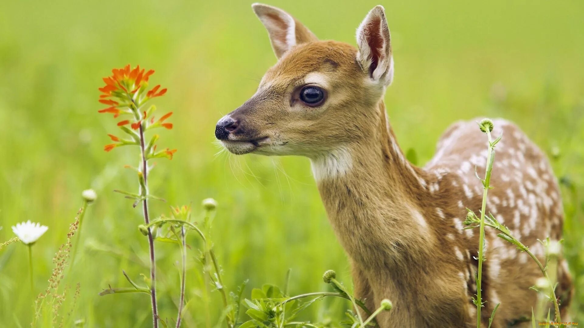 Animal картинки