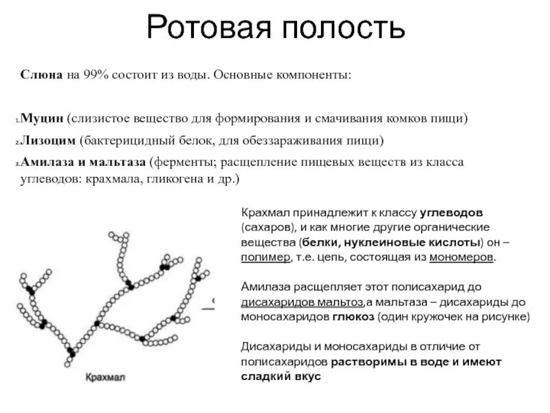 Птиалин слюны. Роль пищеварительных ферментов в пищеварении. Ферменты ротовой полости и их функции. Ферменты ротовой полости и их функции. Активные ферменты ротовой полости.