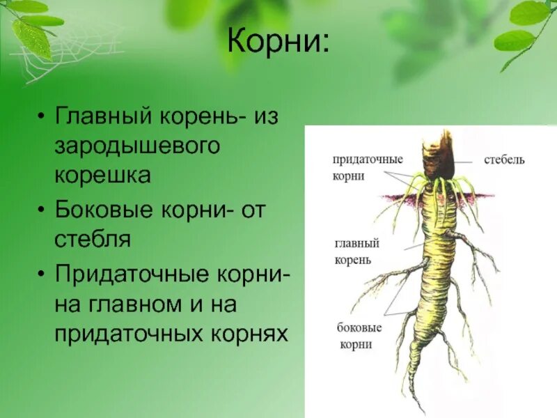 Придаточные корни есть. Главный корень боковой корень придаточный корень. Боковые корни главный корень придаточные корни рисунок. Придаточные боковые и главный корень. Боковые и придаточные Корн.