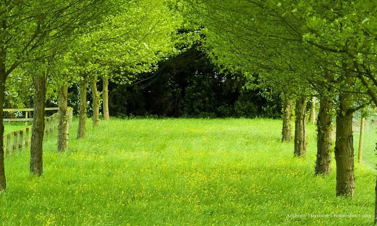 Слайд парк. Природа деревья. Зеленая природа. Красивая зеленая природа. Фон дерево.