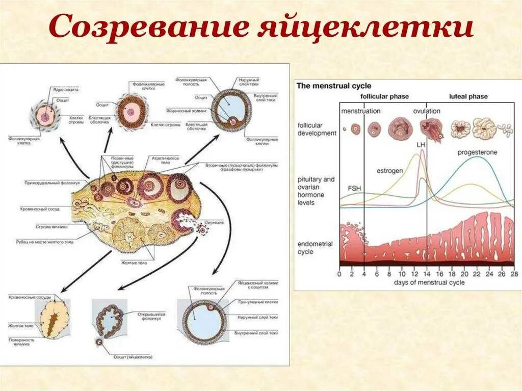 Сколько фолликулов у женщины. Образование и созревание яйцеклетки происходит в. Фазы созревания яйцеклетки анатомия. Менструальный цикл яичниковый овариальный. Процесс созревания яйцеклетки по дням.