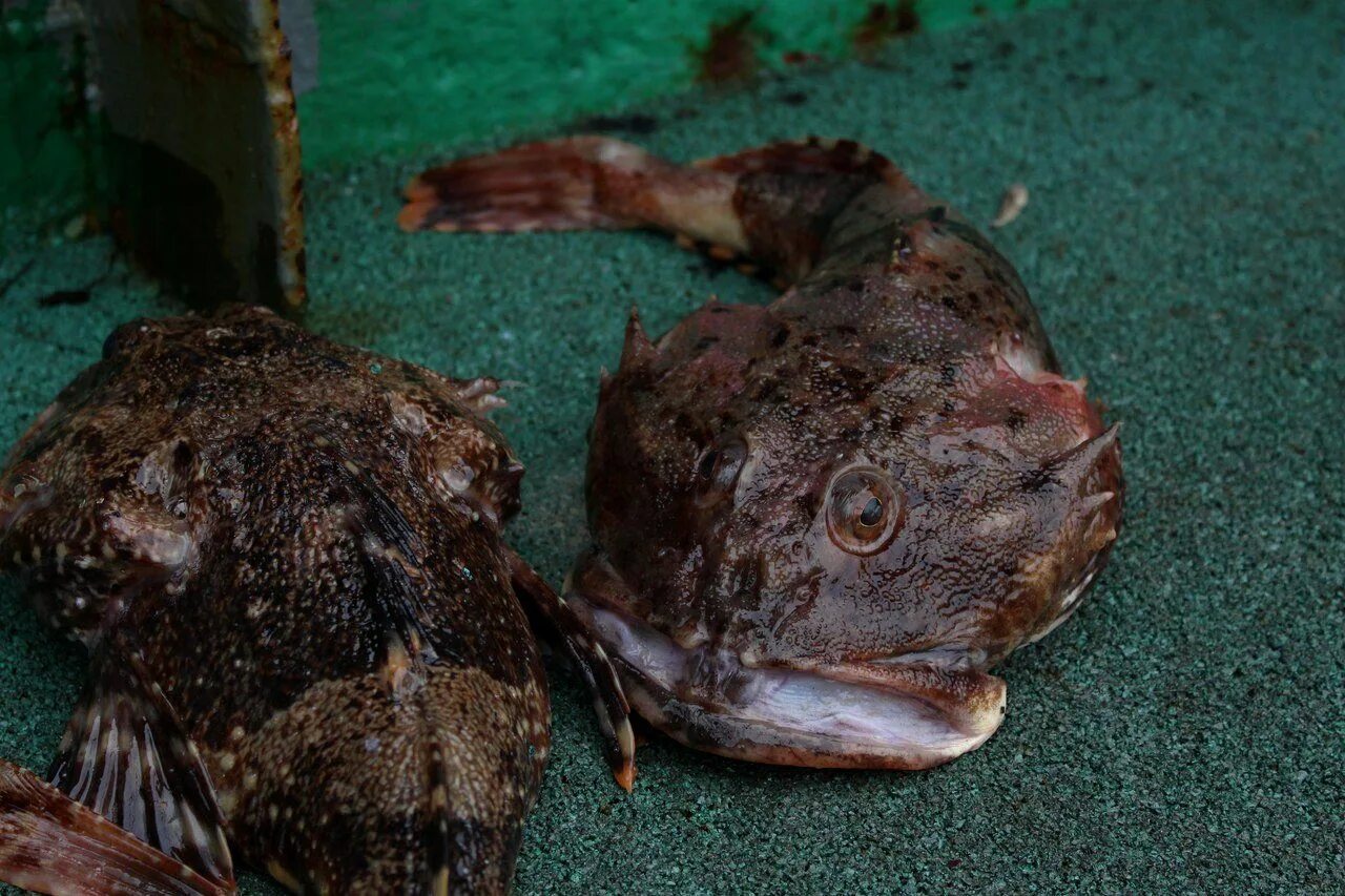 Рогатый керчак. Морской бычок Охотское море. Морской бычок Дальневосточный. Морская собака Охотское море.