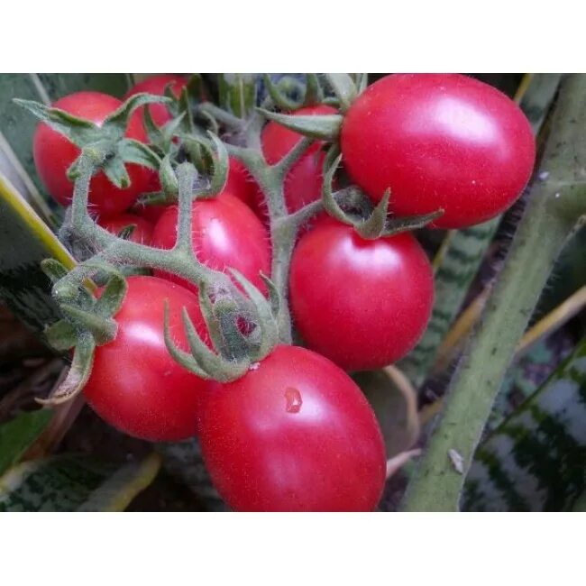 томат новичок. томат новичок отзывы. томат новичок (1уп-25гр). новичок розовый томат сорт. томат новичок характеристика.