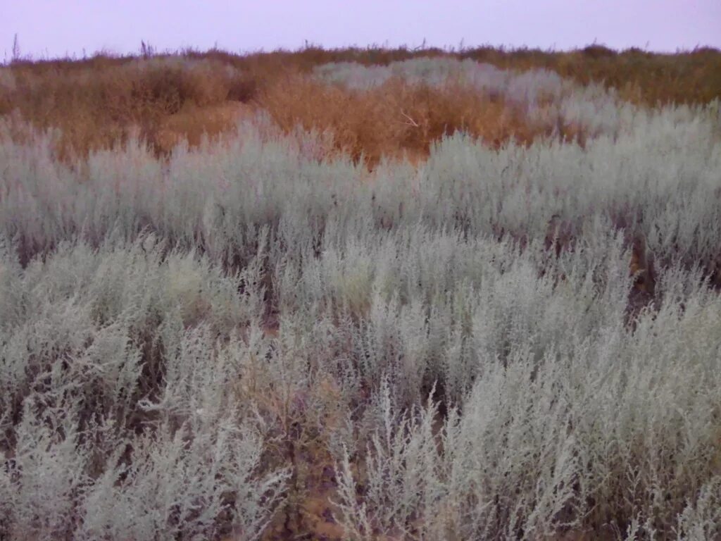 Заросший полынью. Полынь астровая. Полынь амброзия. Поле с полынью. Полынь рутолистная забайкалье.
