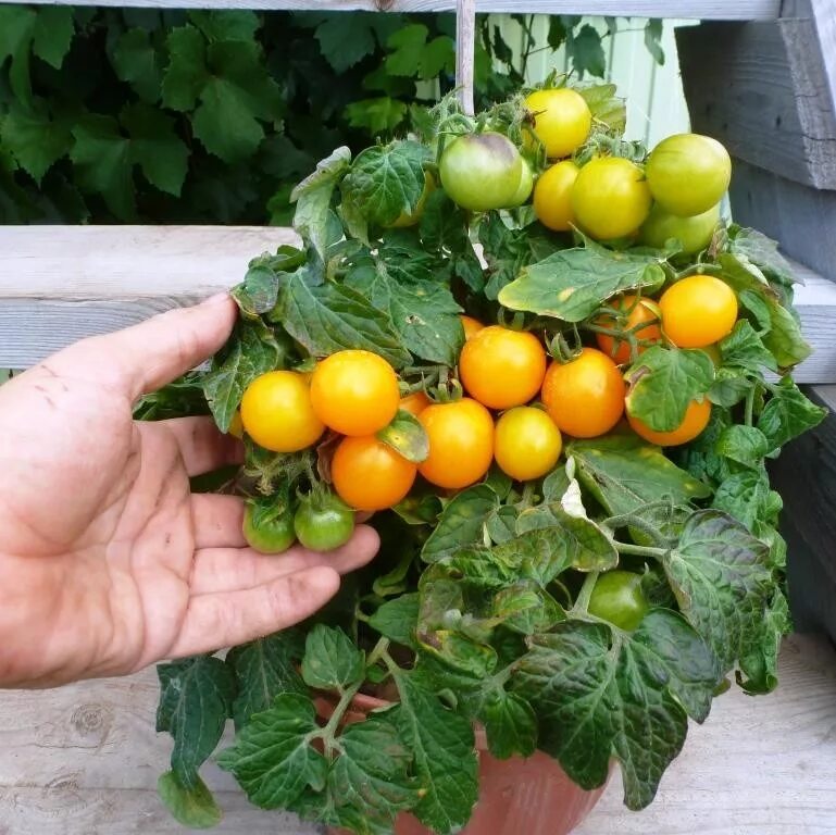 Томат вишневидный балконное чудо. Томат балконное чудо garden star. Томат ультраскороспелый плазменные семена. Семена черри балконное чудо. Черри балконное чудо.