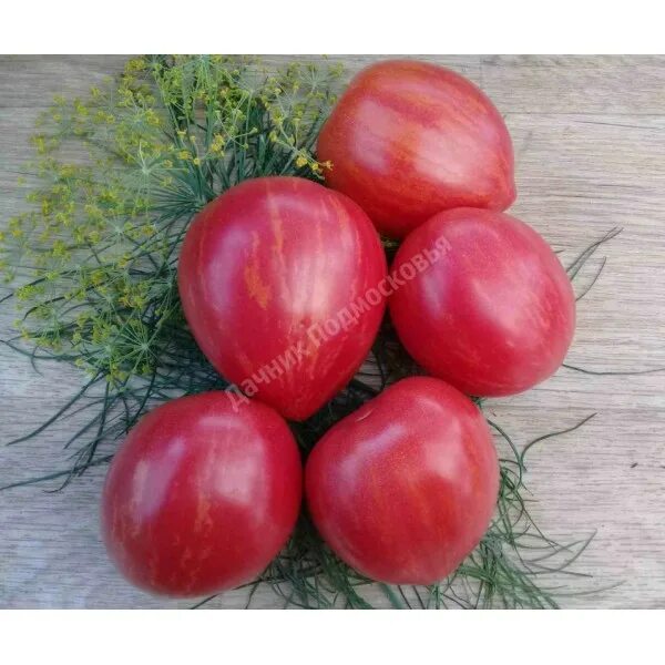 томат матросик