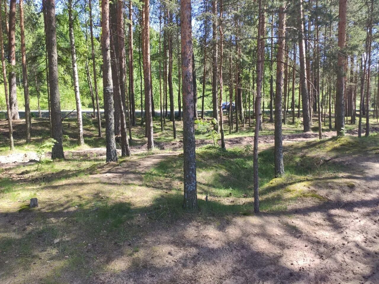 Липовский пляж сосновый бор. Парк липово сосновый бор. Липовский сосновый бор. Липовский сосновый бор. Сосновый бор ленинградская область липовский проезд 5.