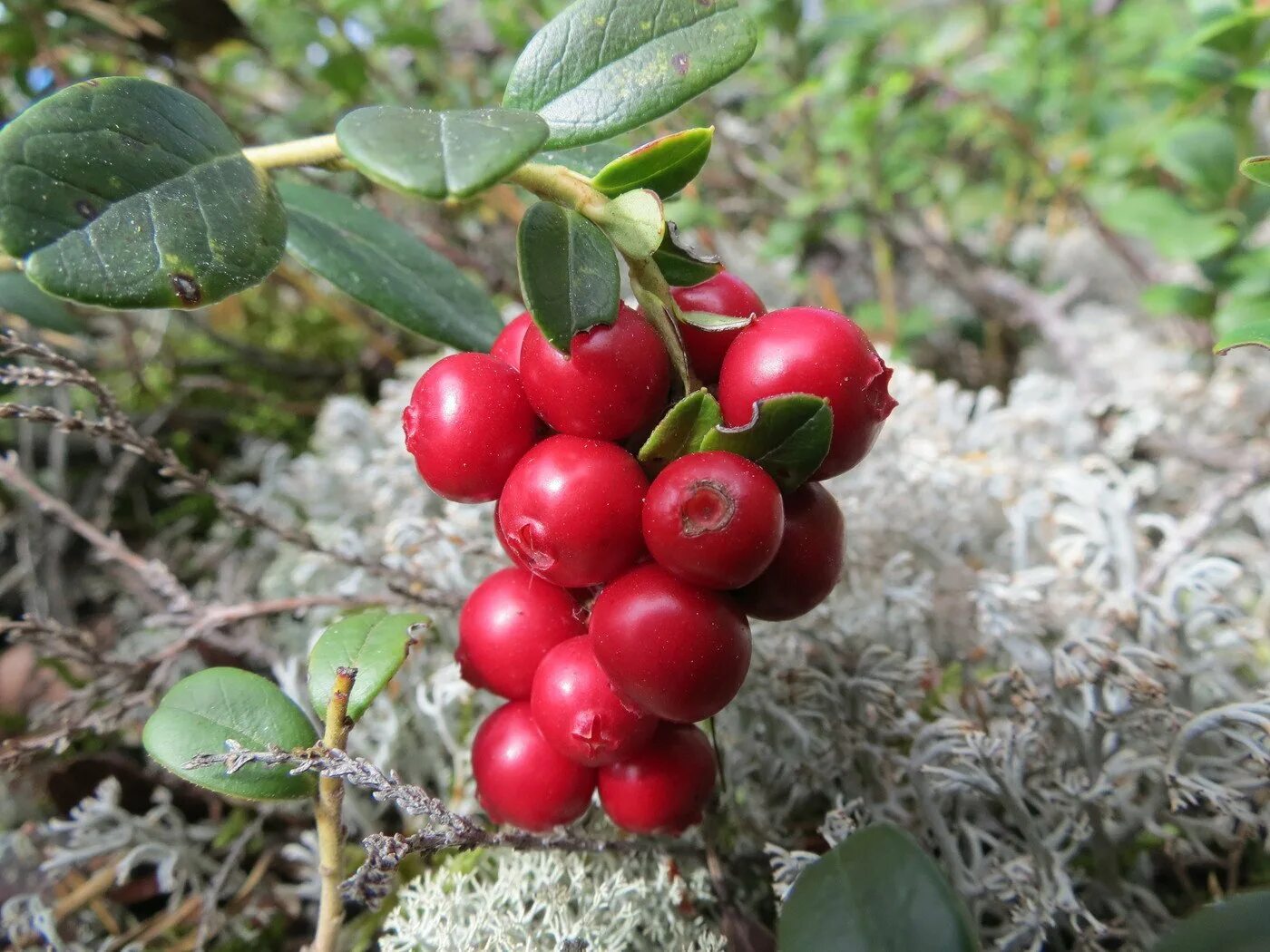 Брусника Тундровая. Кустарнички брусника. Брусника (Vaccinium Vitis-idaea). О тундровых ягодах брусники и.