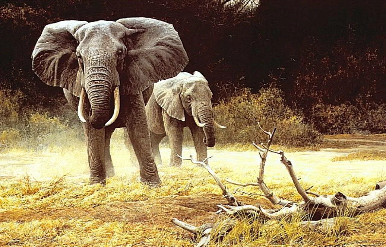 Cow elephant. Художник анималист Robert Bateman.