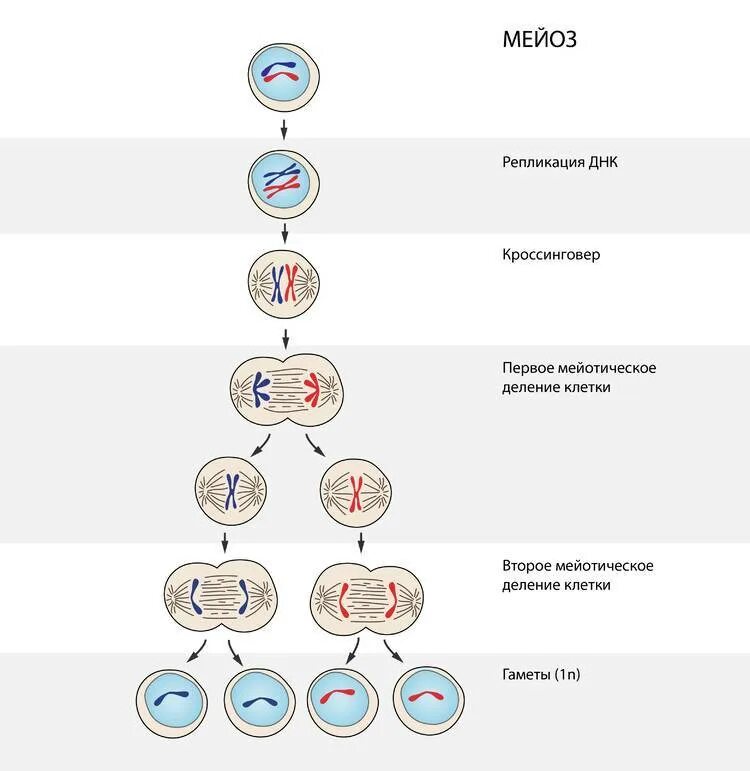 Деление клетки мейоз схема. Жизненный цикл митоз мейоз схема. Схема митоза 2n. Схема мейоза 2n 2.