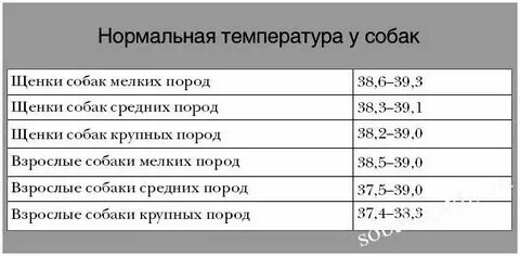 Какая температура у собак чихуахуа