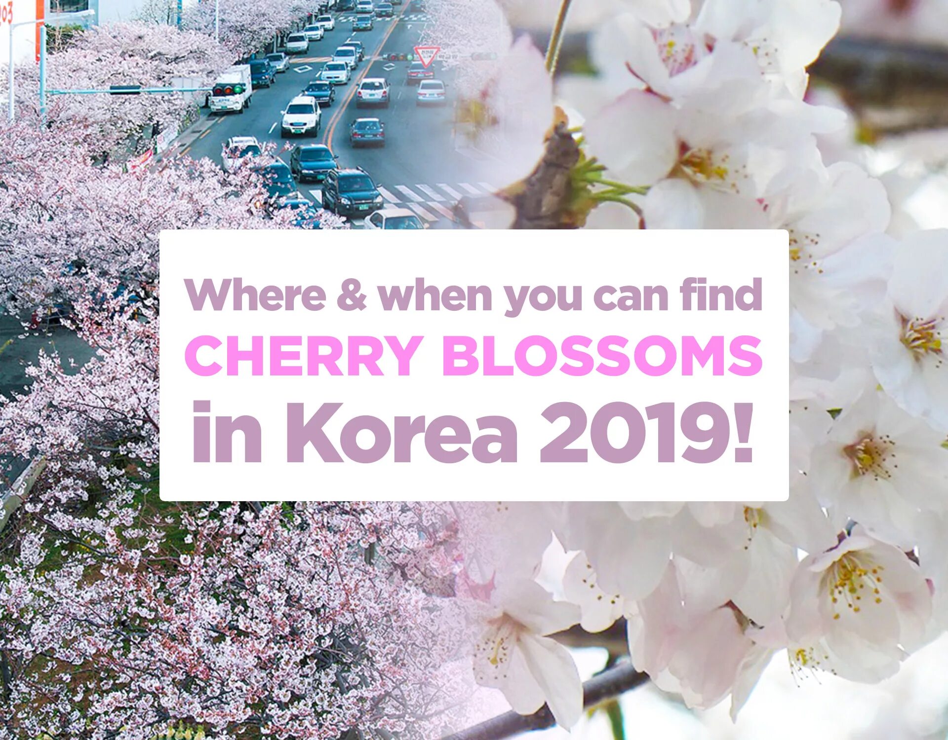 Влон сакура. Cherry blossoms текст. Cherry blossoms текст. Cherry blossoms текст. Он воскрес.