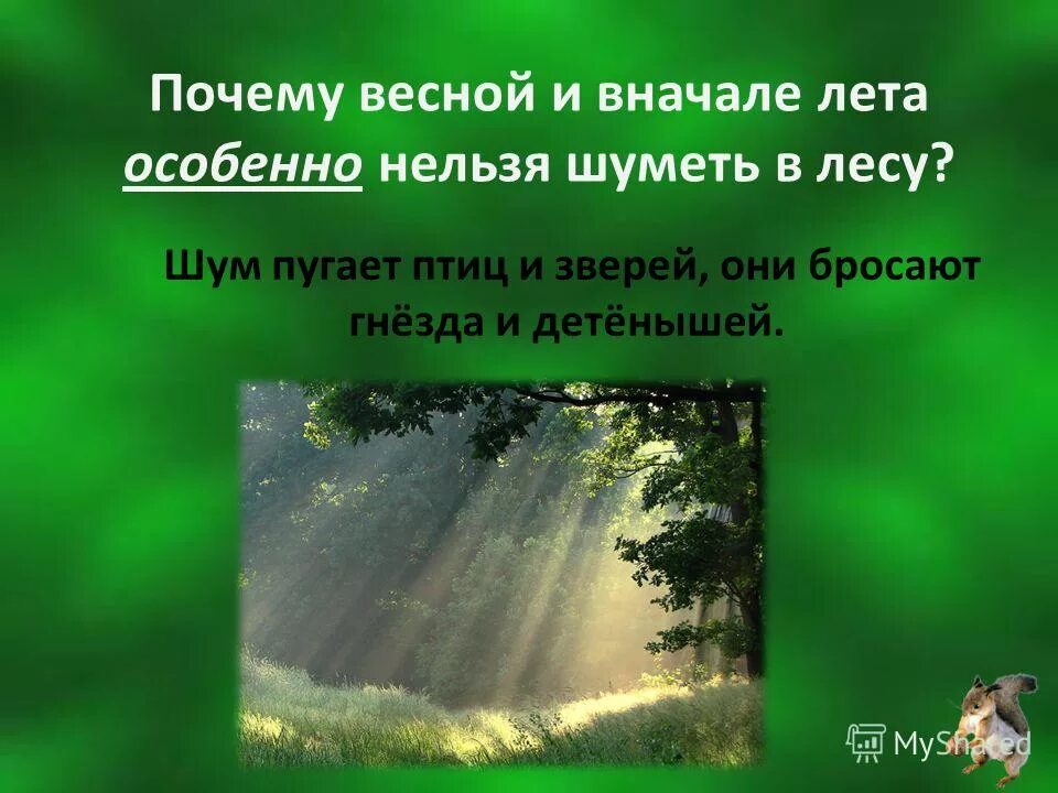 Почему весной хочется любви. Почему нельзя шуметь в лесу. Почему нельзя кричать в лесу. Почему нельзя кричать в весеннем лесу. Почему весной и в начале лета нельзя шуметь в лесу.