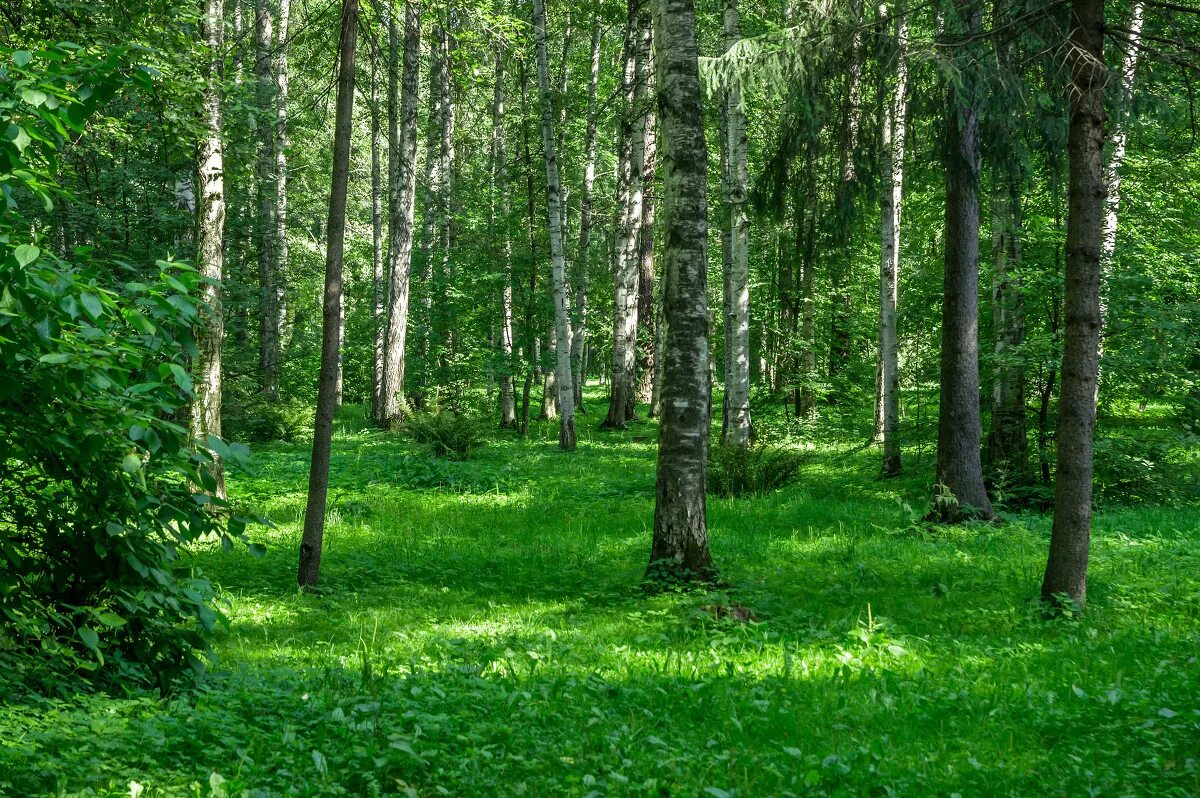 Широколиственный лес Рязань. Широколиственные леса Самары. Широколиственные леса Беларуси. Широколиственный лес Самарской области. Природа смешанных лесов в россии