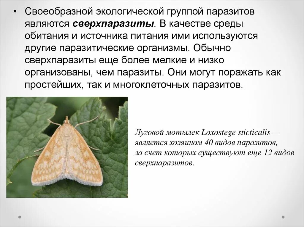 Паразитизм насекомых. Сверхпаразитизм. сверхпаразиты примеры насекомых. сверхпаразитизм паразитизм примеры. гиперпаразитизм примеры.