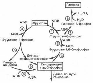 Обмен фруктозы и галактозы биохимия реакции. Метаболизм фруктозы и галактозы биохимия. Превращение галактозы в удф-галактозу. Метаболизм фруктозы и галактозы. Метаболизм фруктозы и галактозы.
