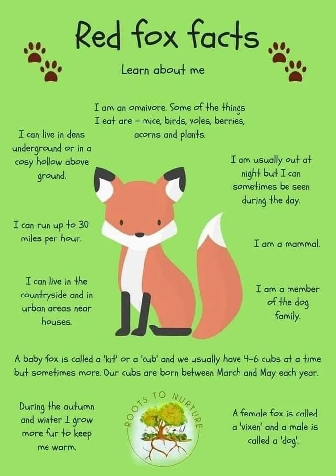 Cunning. A fox перевод. A fox перевод. Ylvis the fox текст и перевод. Как говорят лисы.