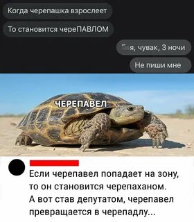 Кем станет черепашка когда вырастет
