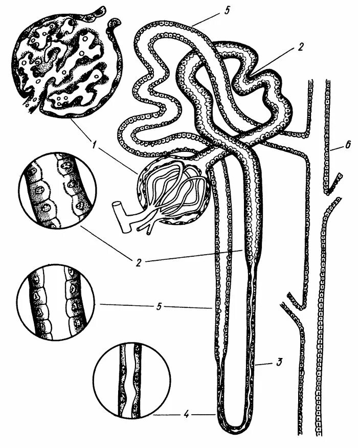 Строение нефрона. Строение нефрона рис 4. Схема строения нефрона анатомия. Строение нефрона анатомия. 1 нефрон состоит из