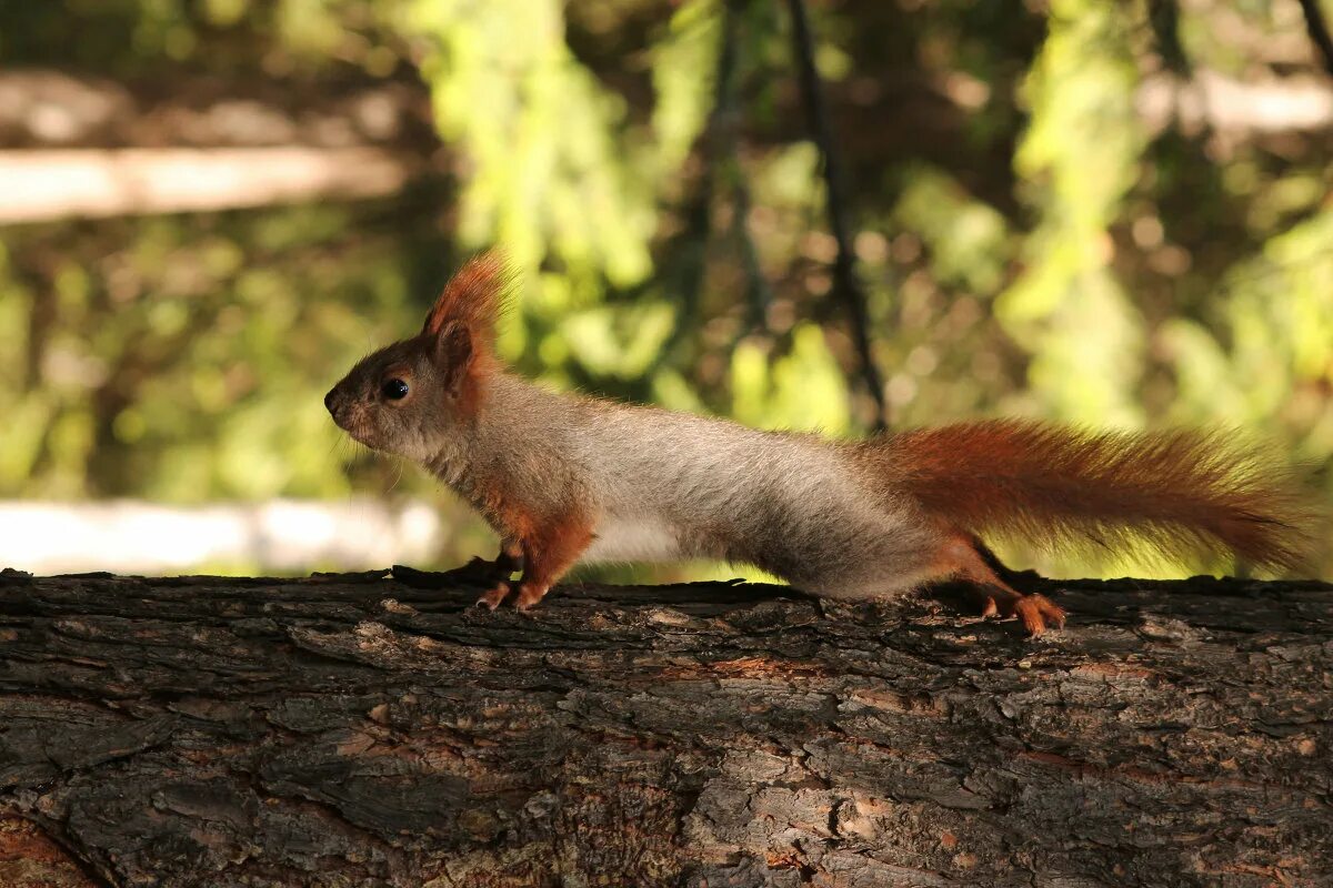 белочка чистый город. белки в приморском крае. белки в ростовской области. досуг благовещенск белочки. белки марий эл.