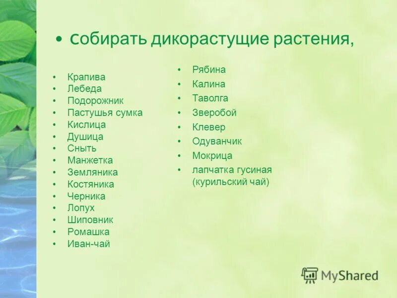 Дикорастущие растения список. Дикорастущие травы. Дикорастущие растения названия. Дикорастущие травы названия. Среда обитания крапивы