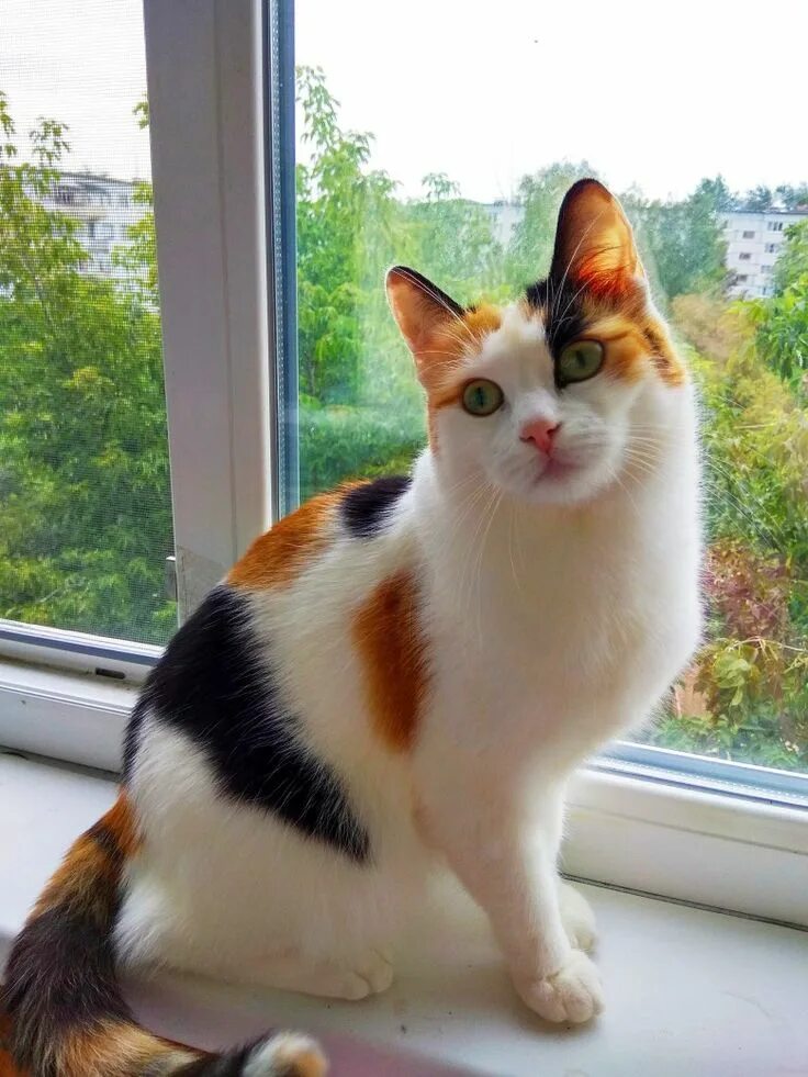 Кошка окрас серо бело рыжий. Кошка породы Калико. Трехшерстная кошка. Японский бобтейл кошка трехцветная. Сибирская биколор короткошерстная кошка.