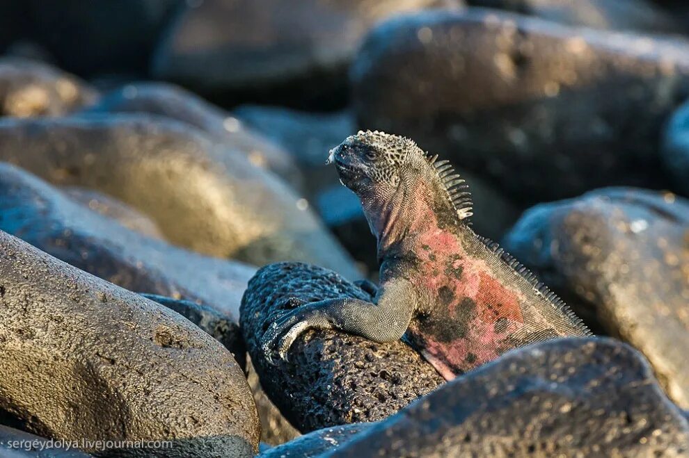 галапагосские острова олуша. генерал галапагос. Blue-footed booby in the galapagos islands, ecuador. олуши аникеев остров. голубоногая олуша.
