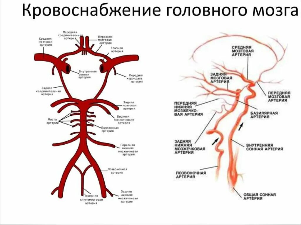 Круг кровообращения в мозгу. Внутренняя Сонная артерия кровоснабжение головного мозга. Артериальная система головного мозга основные артерии. Основная артерия головного мозга анатомия. Кровеносная система головного мозга человека схема.