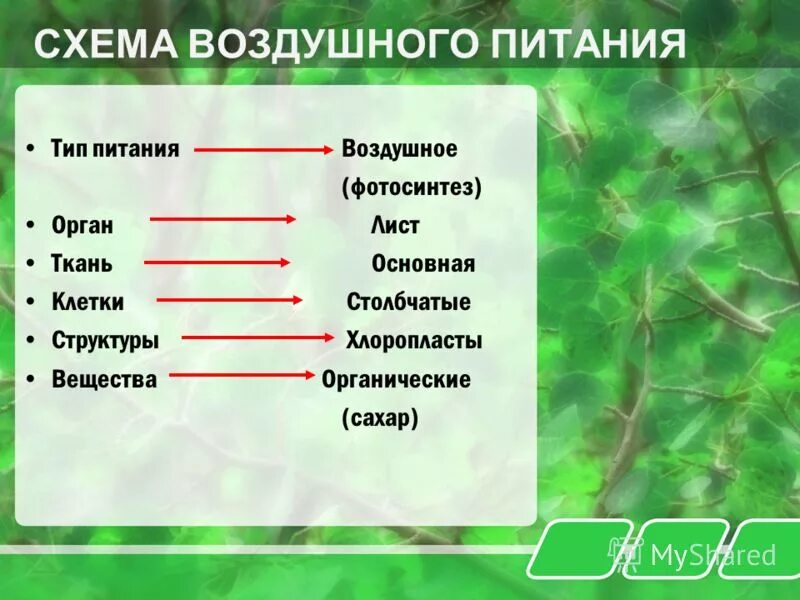 Минеральное питание клеток