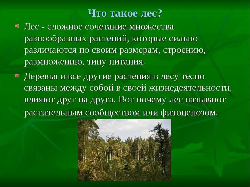 Почему лес называют сообществом окружающий мир