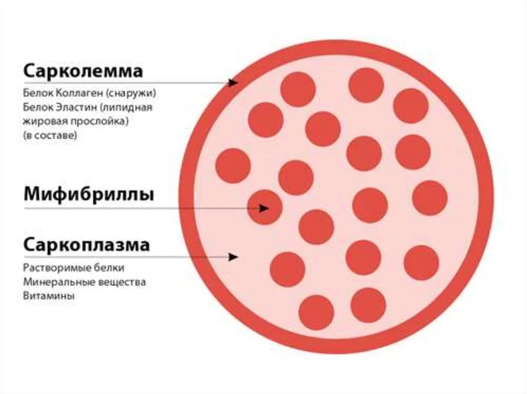 Строение мышечного волокна сарколемма. Мышечное волокно сарколемма саркоплазма. Строение мышечного волокна саркоплазма. Сарколемма строение. Мембрана мышечного волокна