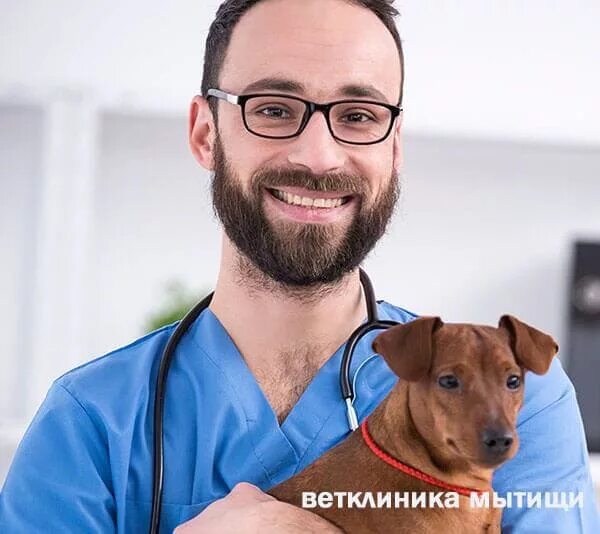 ветклиника мытищи юбилейная. ковидный госпиталь рубцовск. майкоп клиника зооковчег. государственная ветклиника мытищи. ветеринарная клиника зооковчег мытищи.