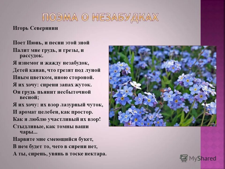 стихи про незабудки. незабудки цветут текст. незабудки для презентации. на берегу лесного ручья цветут незабудки диктант. цветочки в садочке.