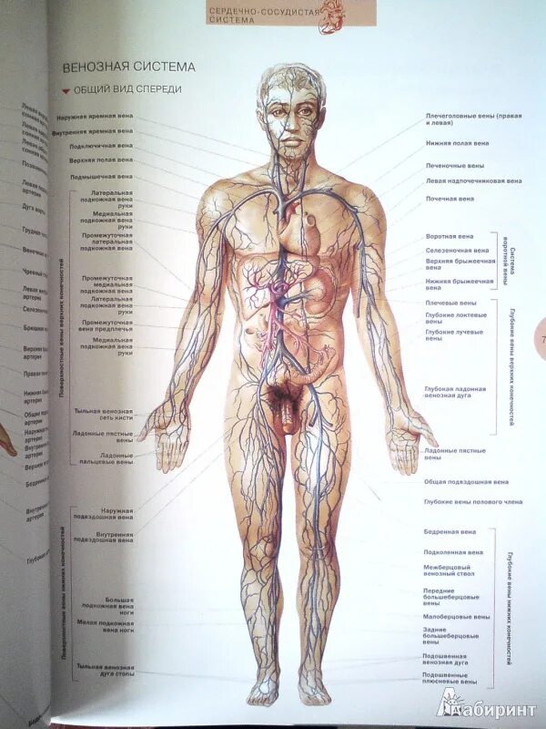Мужчина без органа. Строение внутренних органов человека атлас анатомия. Анатомия атлас человека внутреннее строение. Атлас тела человека органы. Строение мужского тела анатомия.