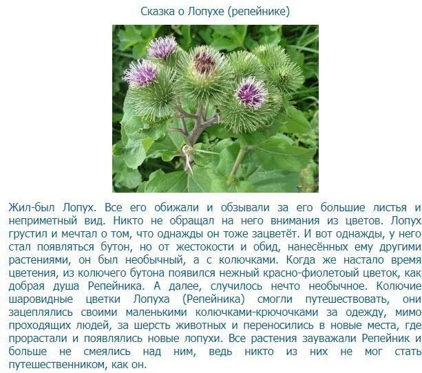 дикорастущие растения рассказ 2 класс