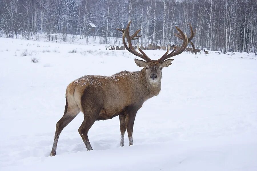 Экоферму северный олень. Оленья ферма южно сахалинск. Оленья ферма роза хутор. Олени на сахалине. Оленеферма гринфилд парк удмуртия.