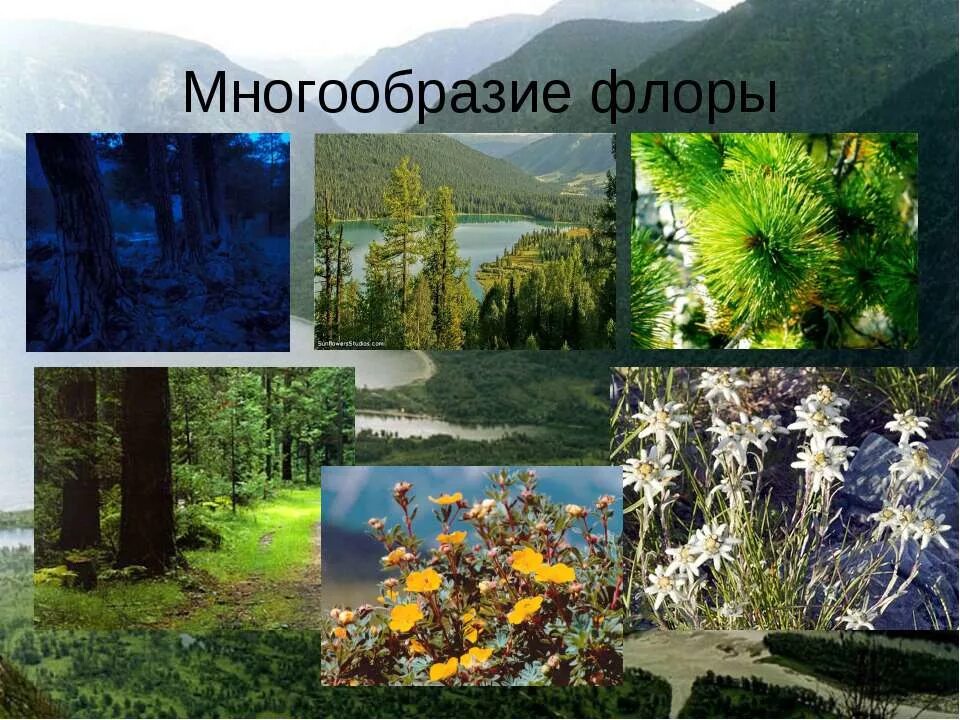 На разнообразие флоры и фауны влияют. Растительный мир Алтая. Растительный и животный мир Алтайского края. Растения Южной Сибири.