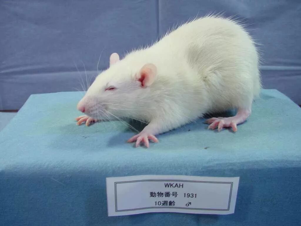 Крысы линии. Декоративные мыши. Крысы линии вистар. Мышь домашняя белая. Крысы wistar.