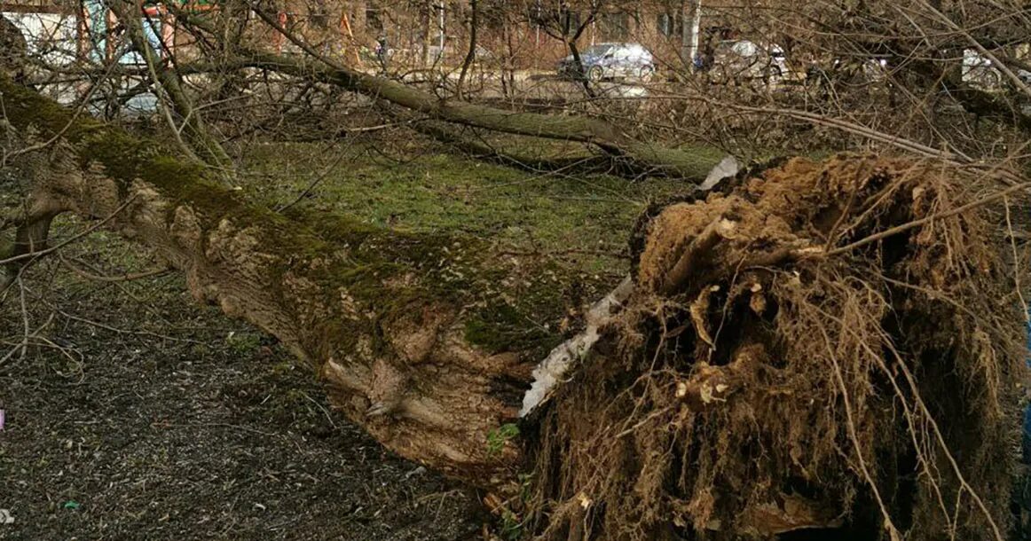 Последствия ветров. В Москве ветер повалил деревья. Упавшее дерево. Поваленное дерево. Повалившееся дерево.