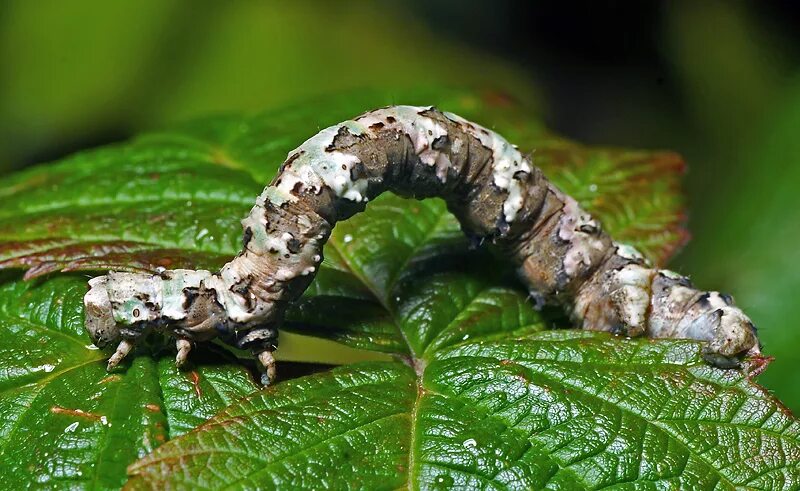 Гусеница берёзовая пя́деница. Яблоневая пяденица гусеница. Березовая пяденица. Экологического описания гусеницы бабочки пяденицы. Бабочка пяденица.
