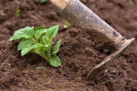 Окучивание картофеля для чего и когда проводится